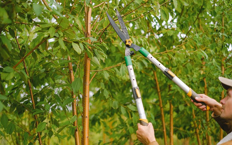 Tree trimming in Markham, VA