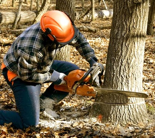 Tree Removal in Markham, VA